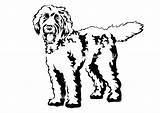 Labradoodle Hond Cuttable sketch template