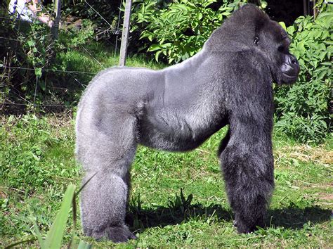 eastern lowland gorilla animal wildlife