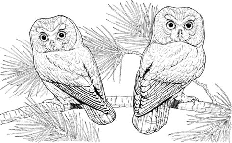difficult owl coloring pages bestappsforkidscom