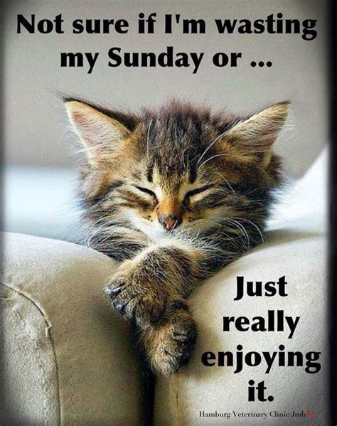 sunday funday quotes sunday quotes funny happy weekend quotes funny