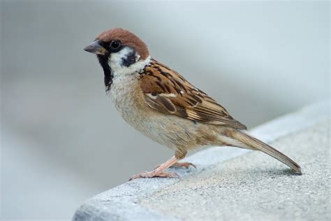 filetree sparrow japan flipjpg wikipedia