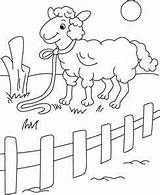 Coloring Pages Fence Sheep Picket Animals Kids Drawing Print Colouring Printable Sheets Getdrawings Domestic Getcolorings Color Young sketch template
