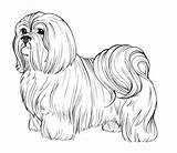 Coloring Fluffy Pages Dog Getcolorings sketch template