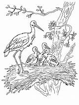 Stork Coloring 68kb 1000px sketch template