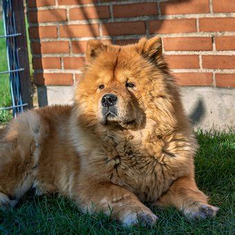 chow chows  hair  fur    special grooming   average pets