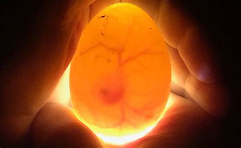 Storing Fertile Eggs For Incubation Cluckin