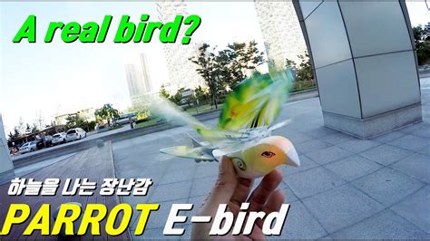 rc  bird parrot rc aircraft review youtube