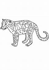 Cheetah Colouring sketch template