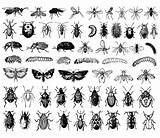 Insectos Insectes Insetti Insects Coloriage Insect Adulti Justcolor Difficile Coloriages Adults Planche Silhouettes Insecte Dessin Papillons Chacun Eux être Colorié sketch template