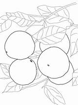 Coloring Tree Pages Grapefruits Supercoloring Grapefruit Drawing Categories sketch template