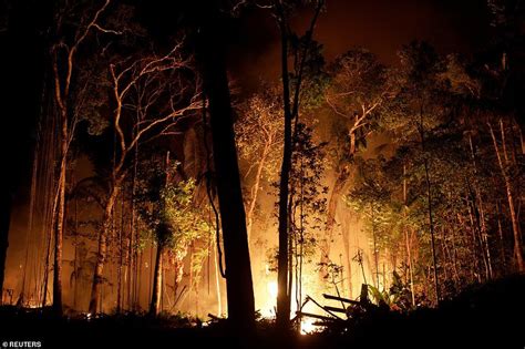 revealed    fires  broken    amazon forest fire lone tree