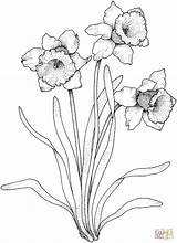 Coloring Narcissus Daffodils Daffodil Flowers Pages Printable Drawing Flower Paperwhite Select Category Narzissen Gladiolus Color Draw Drawings Supercoloring Line Tattoo sketch template