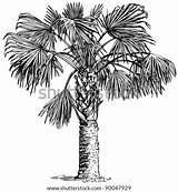 Sabal Palmetto Palm Cabbage Coloring Vector Stock Plant Shutterstock Template sketch template