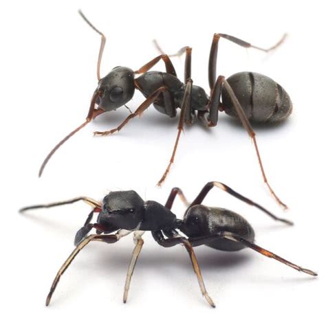 ant mimicking spiders antwiki