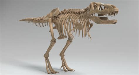 rex skeleton model skeleton model tyrannosaurus rex largest dinosaur  xxx hot girl