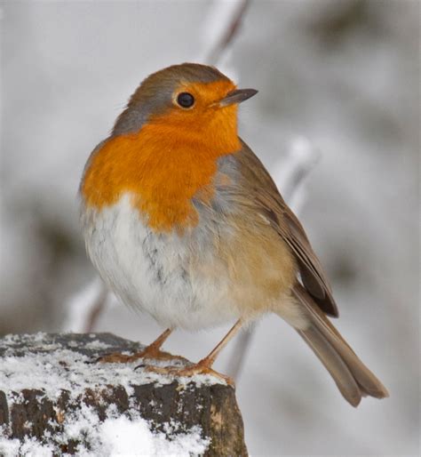 file robin in the snow 3 4250400943 wikipedia