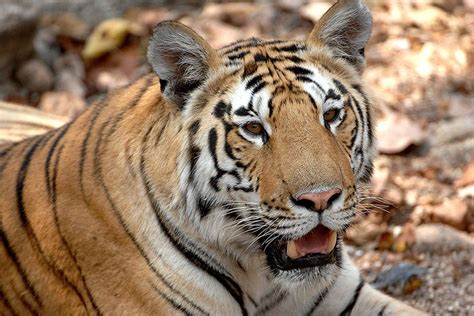 Tigers Face Deadly Squeeze In The Wild And Deadlier