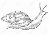Snail Drawing Realistic Sea Coloring Sketch Land Drawings Achatina Getdrawings Clipart Template Paintingvalley sketch template
