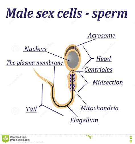 diagram of the male sex cells sperm stock vector illustration of