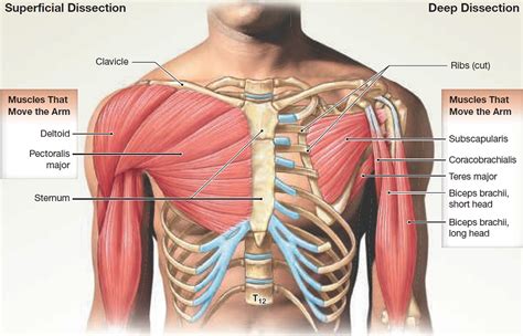muscles   chest abdomen  thigh superficial dissection