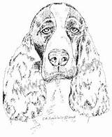 Spaniel Springer sketch template