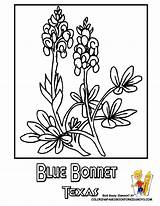 Coloring Texas Bluebonnet Flower State Pages Bluebonnets Blue Drawing Usa Bonnets Sheets Designlooter Choose Board Getdrawings 38kb sketch template