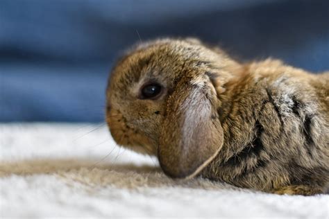lop eared rabbit breeds