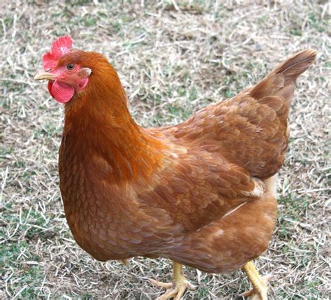 laying hens breeds exposure lights collecting eggs egg production
