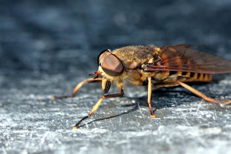 horse fly  photo  freeimages