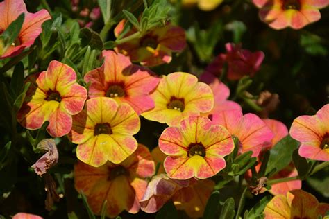 chameleon™ indian summer calibrachoa calibrachoa wescachaminsu in san antonio texas tx at