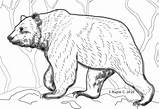 Grizzly Bear Coloring Pages sketch template