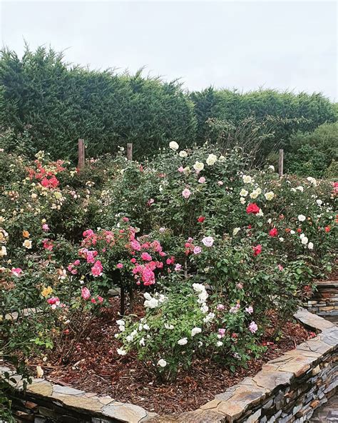 rose garden ideas      yard