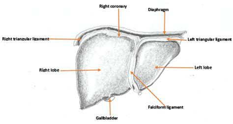 Lobes Of The Liver Loveseat