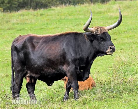 aurochs  aurochs images nature wildlife pictures naturephoto