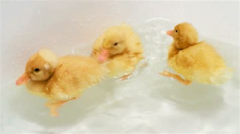 Duck Swimming  Find And Share On Giphy