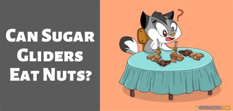 sugar gliders eat nuts  nuts bad  sugargliders