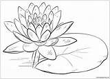Water Lily Pages Pad Coloring Color Flower Print sketch template