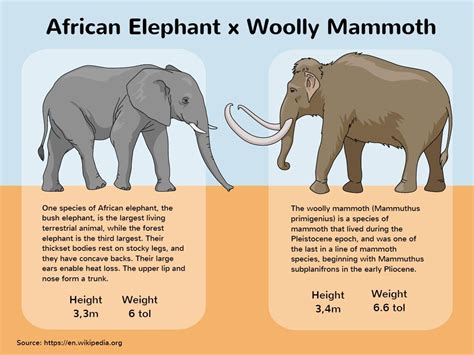 Какой тип развития характерен для африканского слона изображенного на