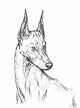 Doberman Drawing Getdrawings Albino sketch template