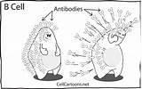 Cell Lymphocytes Antibodies Cartoons Cells Cartoon Antibody Immune Comic System Blood Immunology Comics Produce Biology Bcell Secreting Bacteria Visit Jokes sketch template
