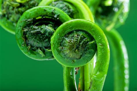 fiddlehead ferns matteuccia species