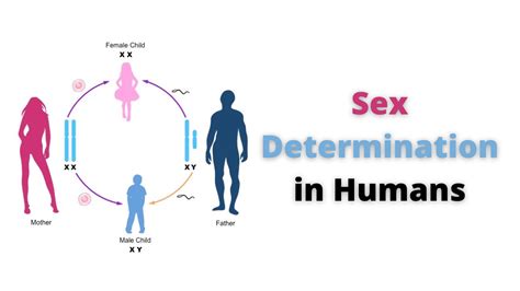 Sex Determination In Humans