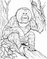 Orangutan Coloring Ape Pages Sits Branch Printable Drawing Orangutans Supercoloring Print Color Apes Kids Designlooter Monkey Animal Popular 84kb 2176 sketch template