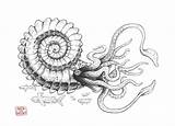 Ammonite Coloring Giant Sketch Designlooter 1052 7kb Paintingvalley sketch template