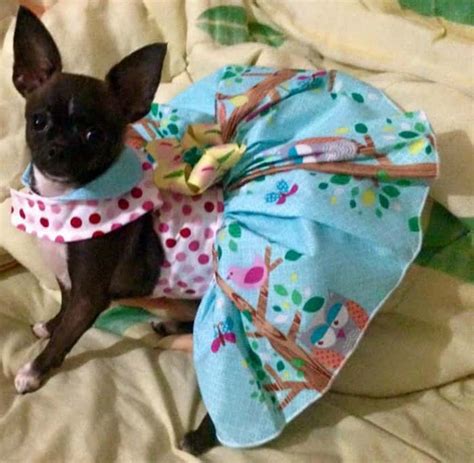 Chihuahuas In Pretty Dresses I Love My Chi