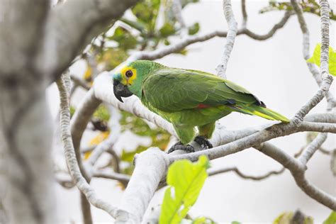 blue fronted amazon parrot bird species profile
