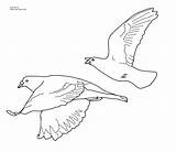 Seagulls Volando Pajaros Draw Pigeons sketch template