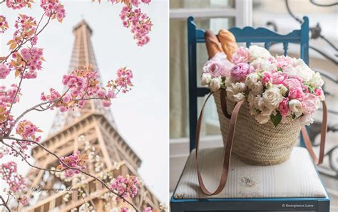 paris  bloom  stunning floral    city paris perfect