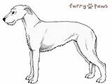 Wolfhound Irish Colors Breed Furry Paws Dog Coloring sketch template