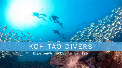 koh tao divers since 1987 finnish operated dive center